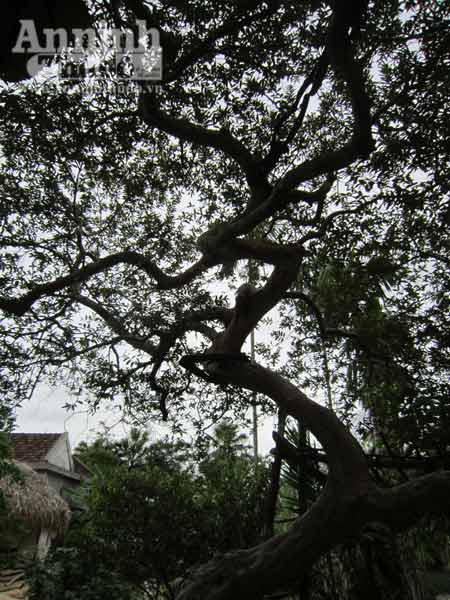 Cây[-]ổi[-]được[-]trả[-]100[-]triệu[-]đồng[-]ở[-]Hà[-]Tĩnh,[-]Chuyện[-]lạ,[-]Phi[-]thường[-]-[-]kỳ[-]quặc,[-]